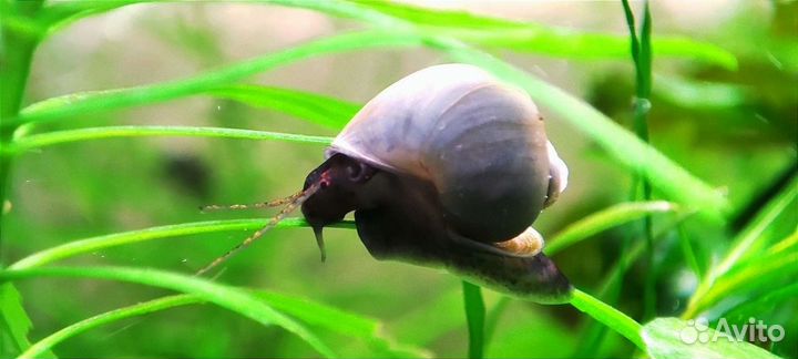 Аквариумные рыбки креветки улитки растения