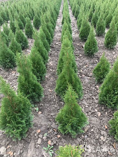 Туя смарагд