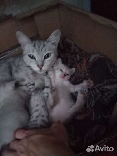 Шотландская кошка