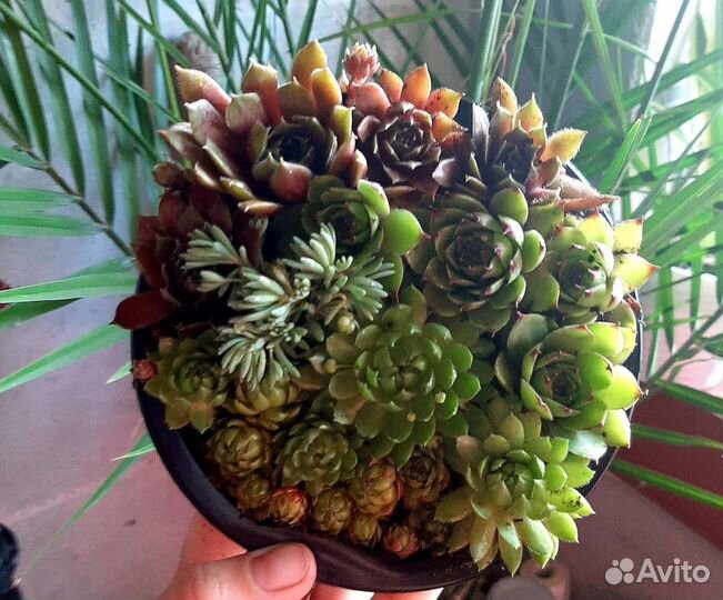 Молодило(каменная роза)