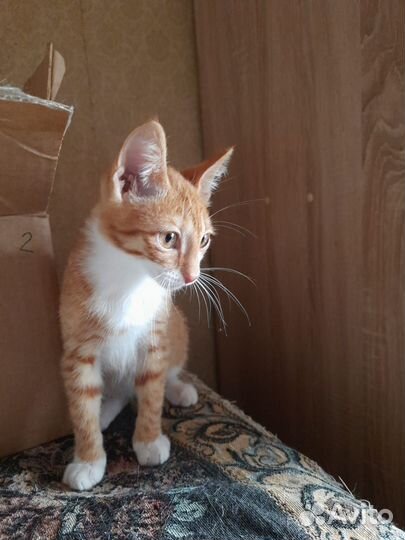 Котёнок в добрые руки бесплатно