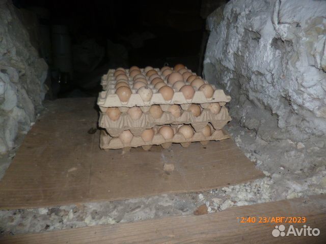 Инкубационное яйцо