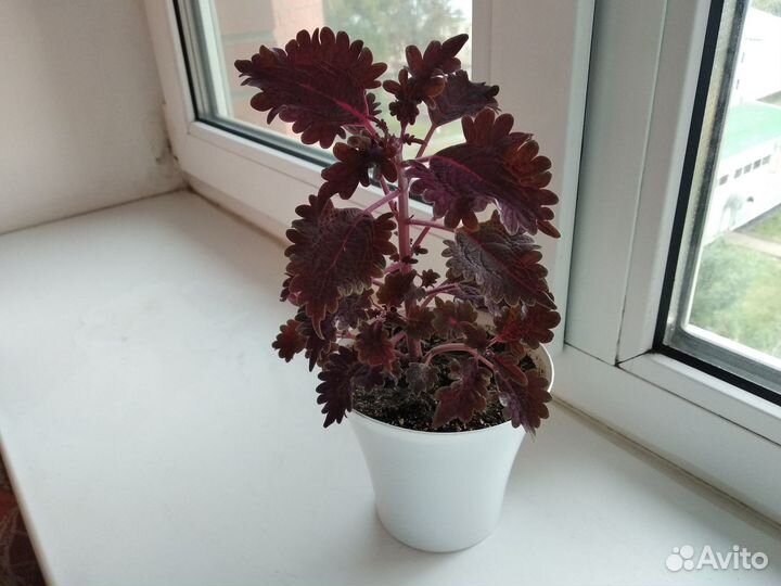 Комнатный колеус