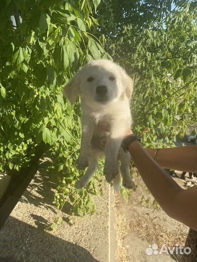 Щенок мальчик