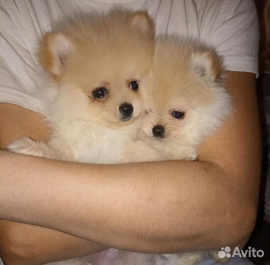 Померанский шпиц