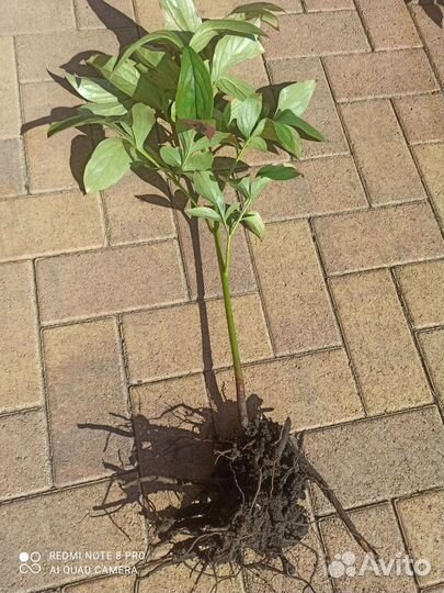 Пион Эльза Сасс