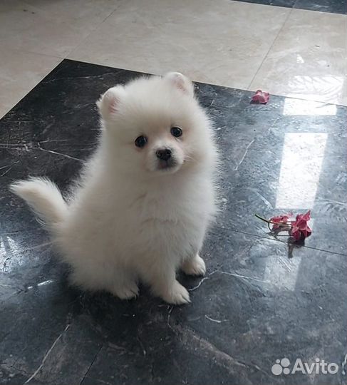 Девочка шпиц