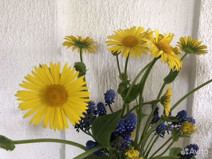 Многолетние корневищные цветы