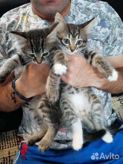 Отдам бесплатно котят в добрые руки, девочки