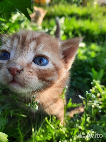 Кошки в добрые руки бесплатно
