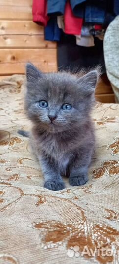 Котята в добрые руки бесплатно