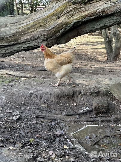 Куры, курицы, петухи
