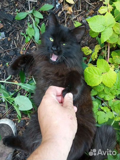Кошечка, стерилизованая