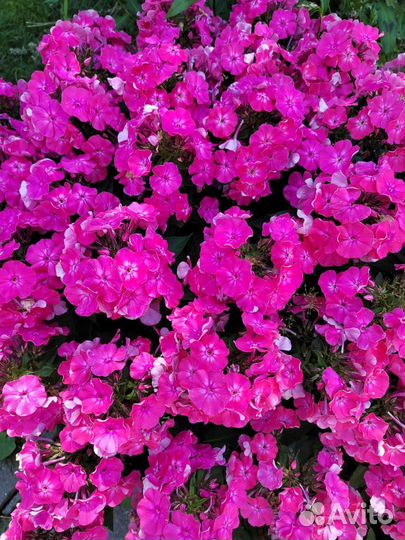 Флоксы многолетние