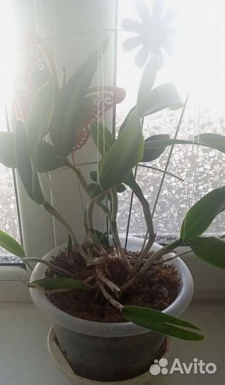 Орхидея очень редкая Cattleya Green Emerald