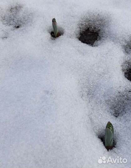 Лук Суворова, Анзур