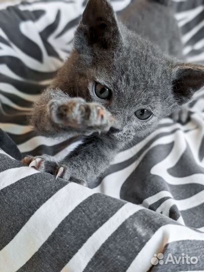 2 мальчика -барашка