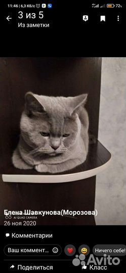 Британский кот кострирован,отдам в хорошие руки