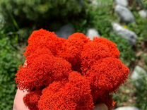 Стабилизированный мох ягель, 1 кг, цвет Красный