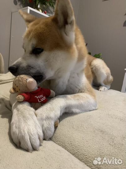 Вязка собак акита ину