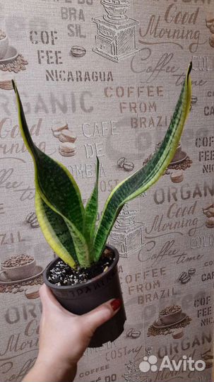 Сансевиерия сортовая Лауренти