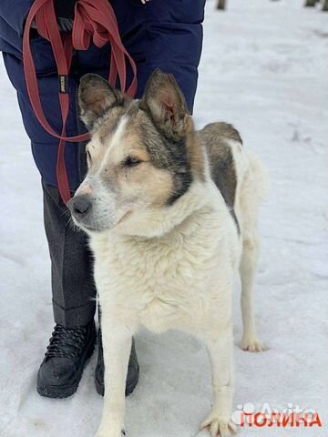 Клепа живёт в приюте