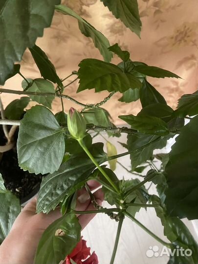 Гибискус махровый красный