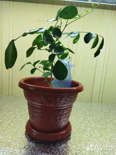 Муррайя 1.5года