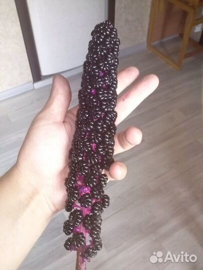 Лаконос Американский.Фитолакка.Семена.Многолетники