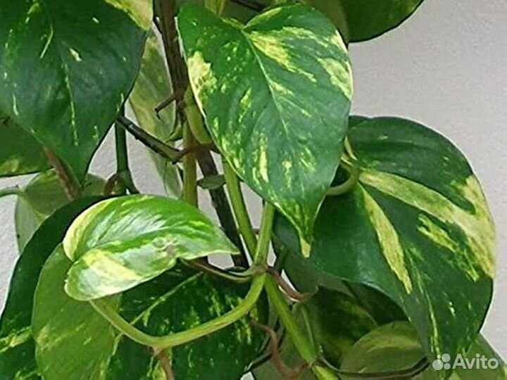 Редкие эпипремнумы Dark Form+Pinnatum Yellow