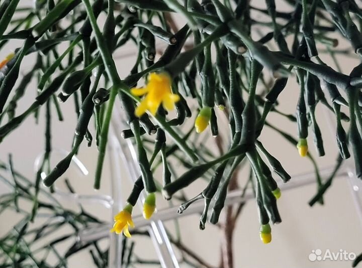 Хатиора рипсалис