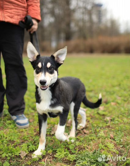 Щенки ищут дом