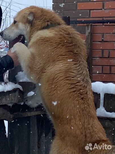 Вязка сао алабай