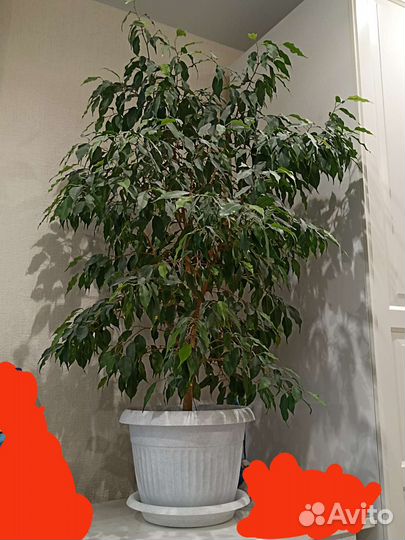 Фикус бенджамина большой пушистый