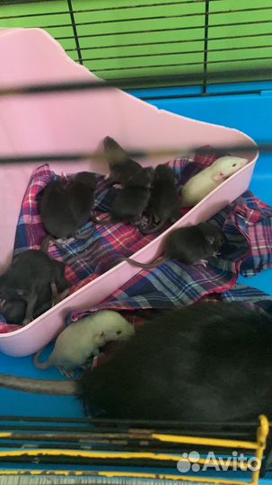 Декоративные крысята