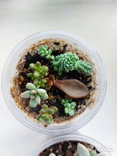 Суккуленты