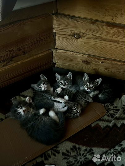 Котята