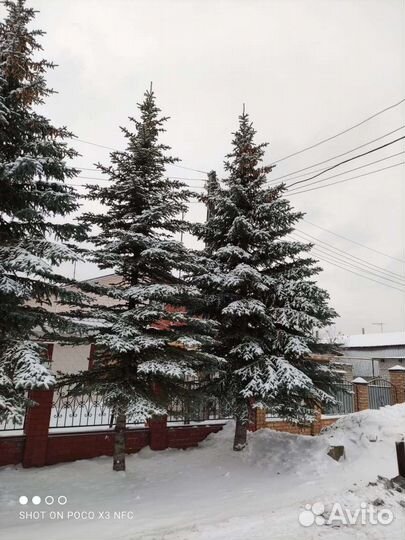 Ель голубая