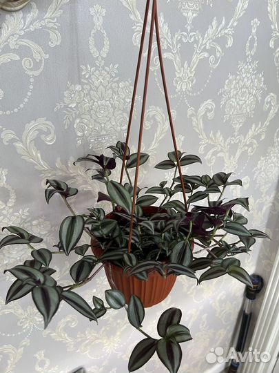 Традесканция