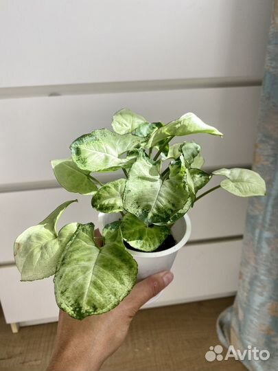 Сингониум Арроу и Арон браун