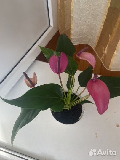 Антуриум зизу