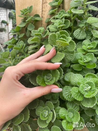 Комнатная мята