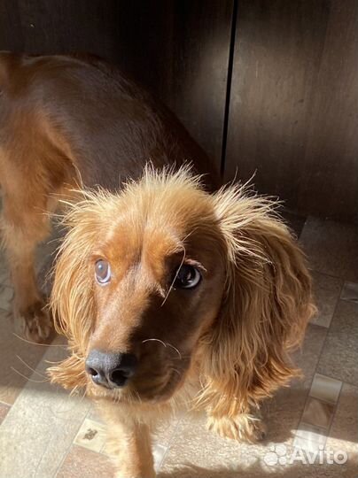 Спаниель вязка