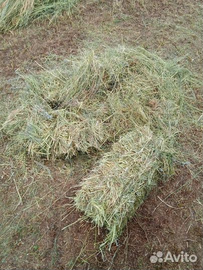 Солома,сено,горох кормовой