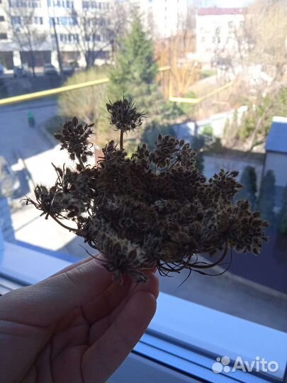 Семена моркови