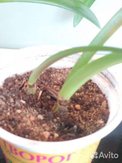 Гиппеаструм луковицы (детки)