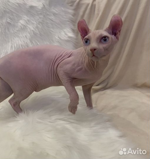 Эльфы, двэльфы, бамбино