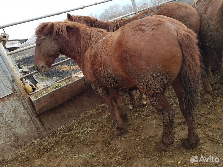 Жеребец с откорма