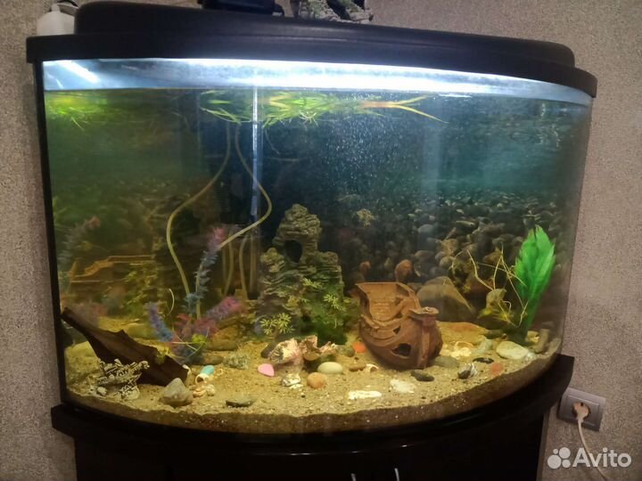 Аквариум угловой панорамный