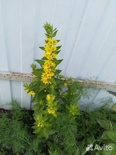 Многолетние растения для сада